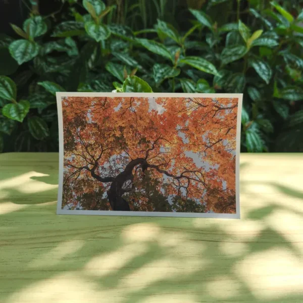 IMG_20251105_164859 Postcards 10x15 - Personalizados